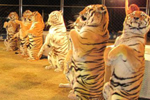shriners circus, tigers, parenting, kids, blog, canadianmomeh, blog, blogger, blogging